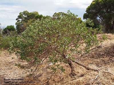Myoporum insulare plant Hog Bay Rd Kangaroo Island